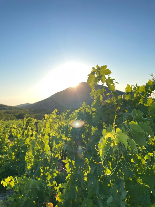 opg marinov domace vino bijelo