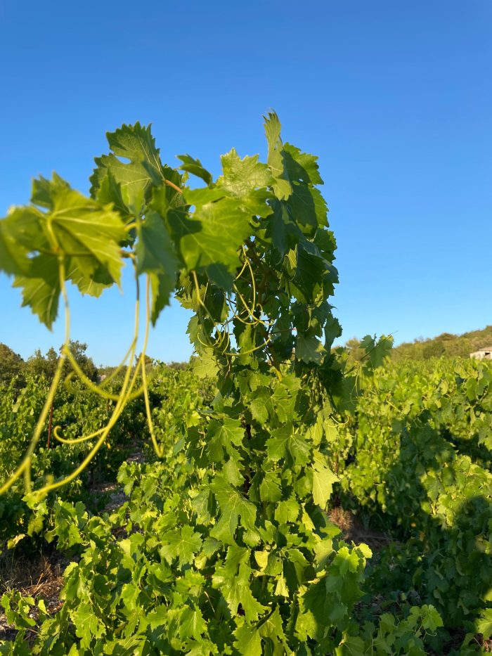 opg marinov domace vino hrvatsko