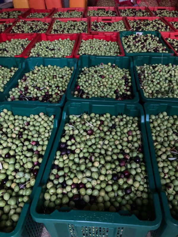 Oblica Olive Harvest in Crates — OPG Branko Marinov Freshly harvested Oblica olives in crates at OPG Branko Marinov olive grove Primošten