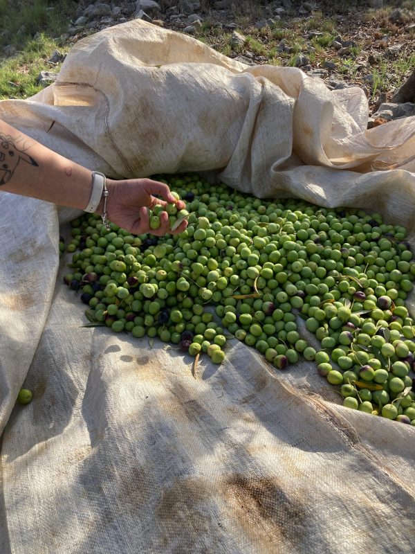 Hand Harvesting Oblica Olives — OPG Branko Marinov Hand picking fresh green Oblica olives at OPG Branko Marinov olive grove in Primošten