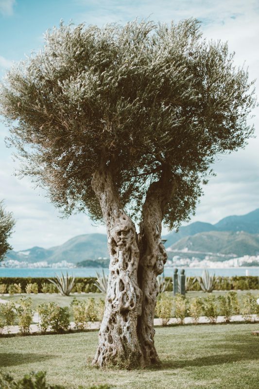 Centuries-old olive tree in Dalmatia – a symbol of cultural heritage
