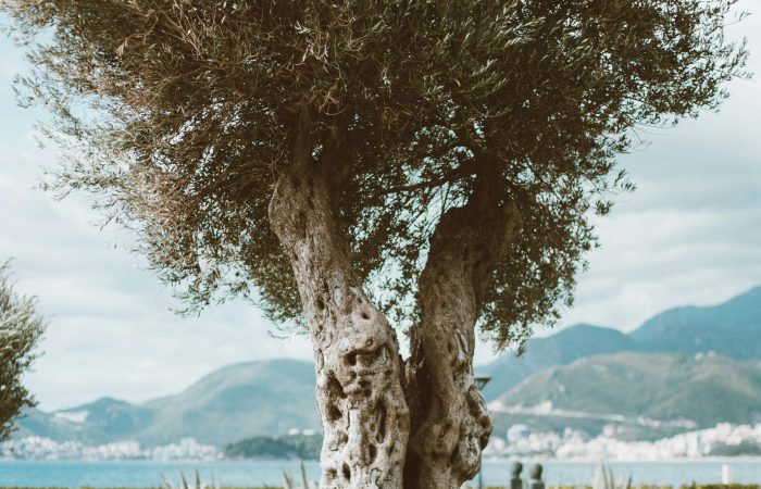 Centuries-old olive tree in Dalmatia – a symbol of cultural heritage