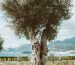 Centuries-old olive tree in Dalmatia – a symbol of cultural heritage