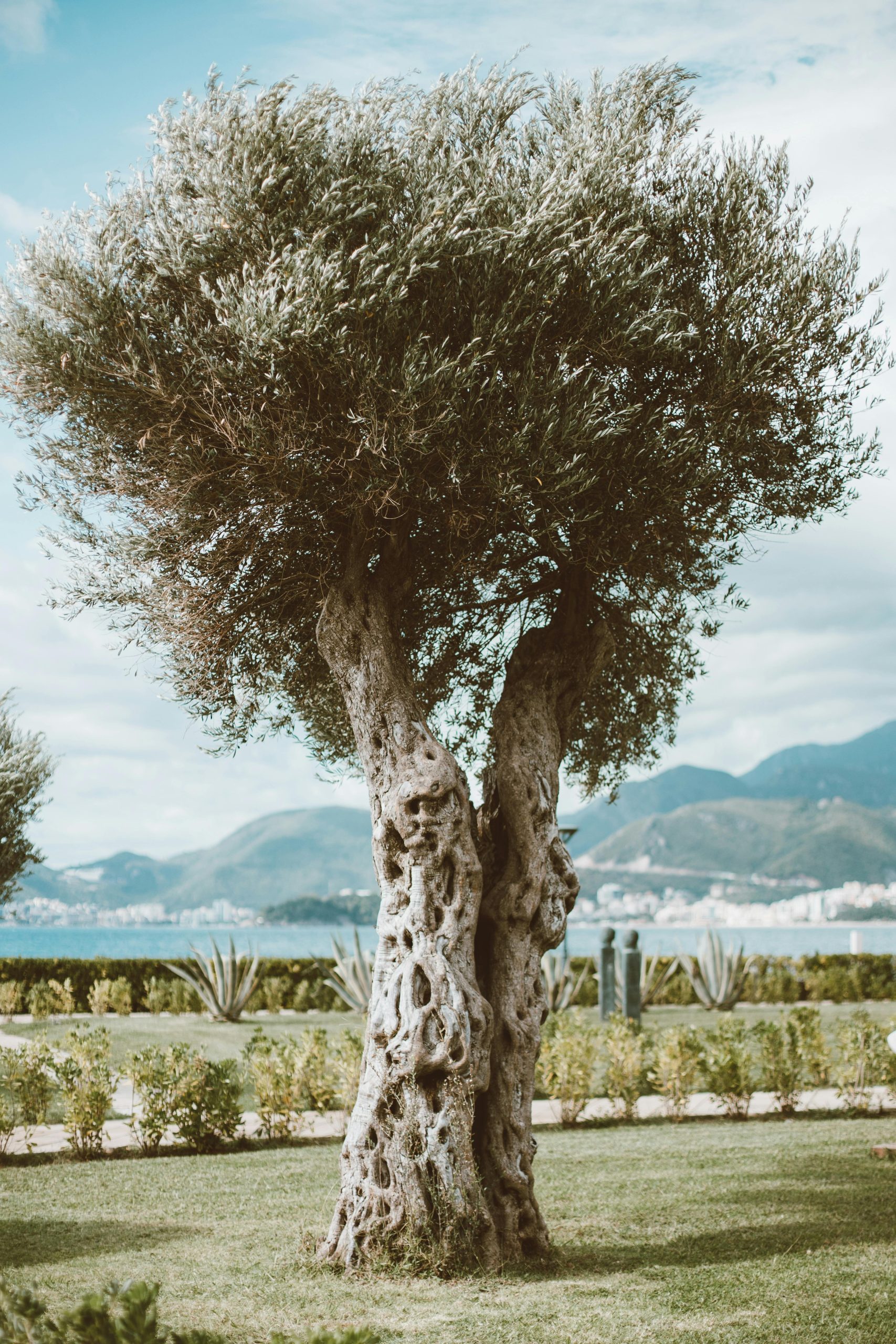 Centuries-old olive tree in Dalmatia – a symbol of cultural heritage