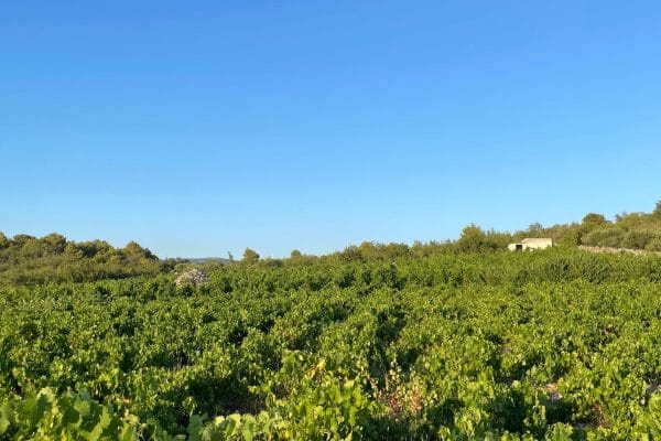 vinograd babića u Primoštenu