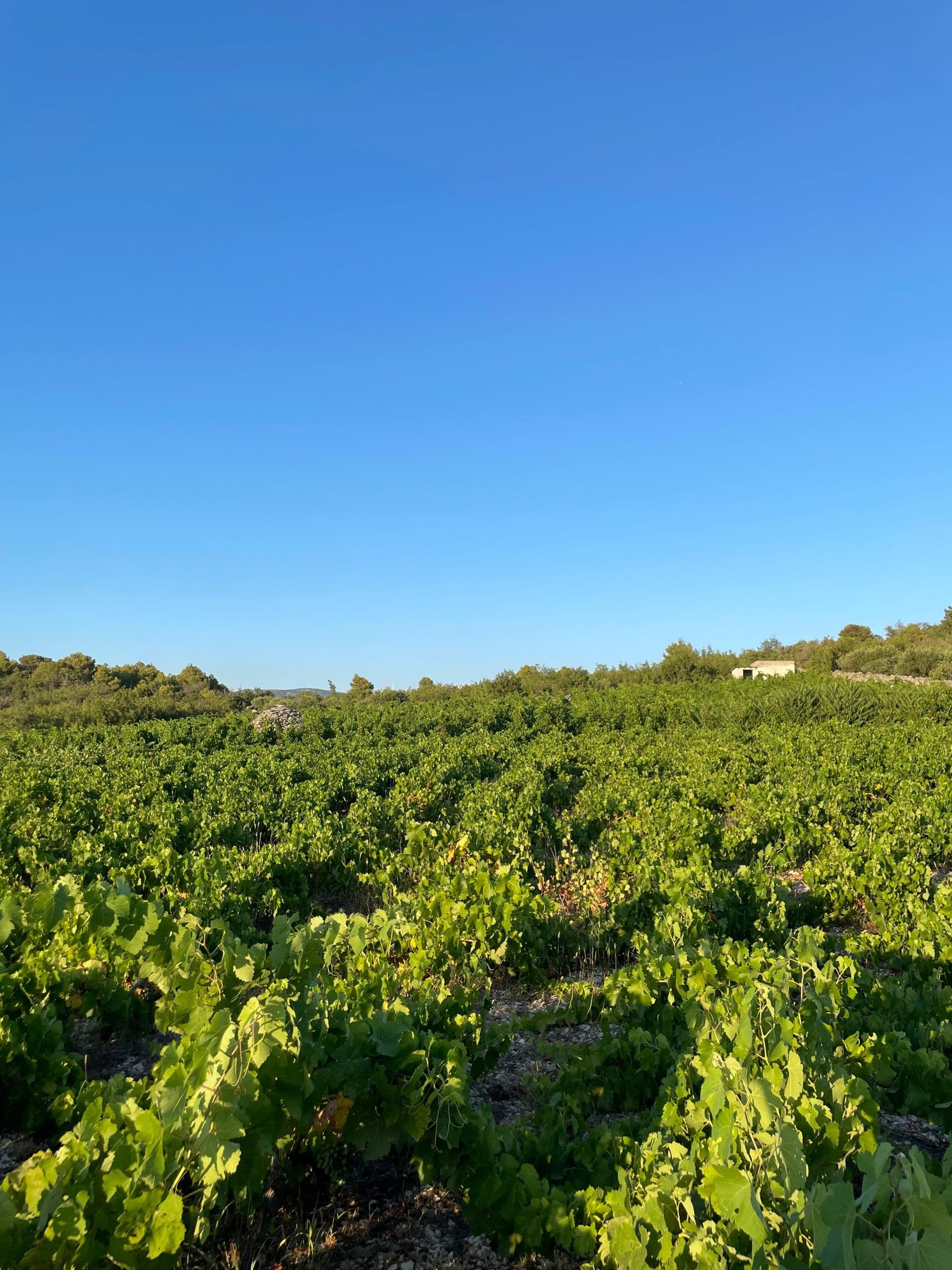 vinograd babića u Primoštenu